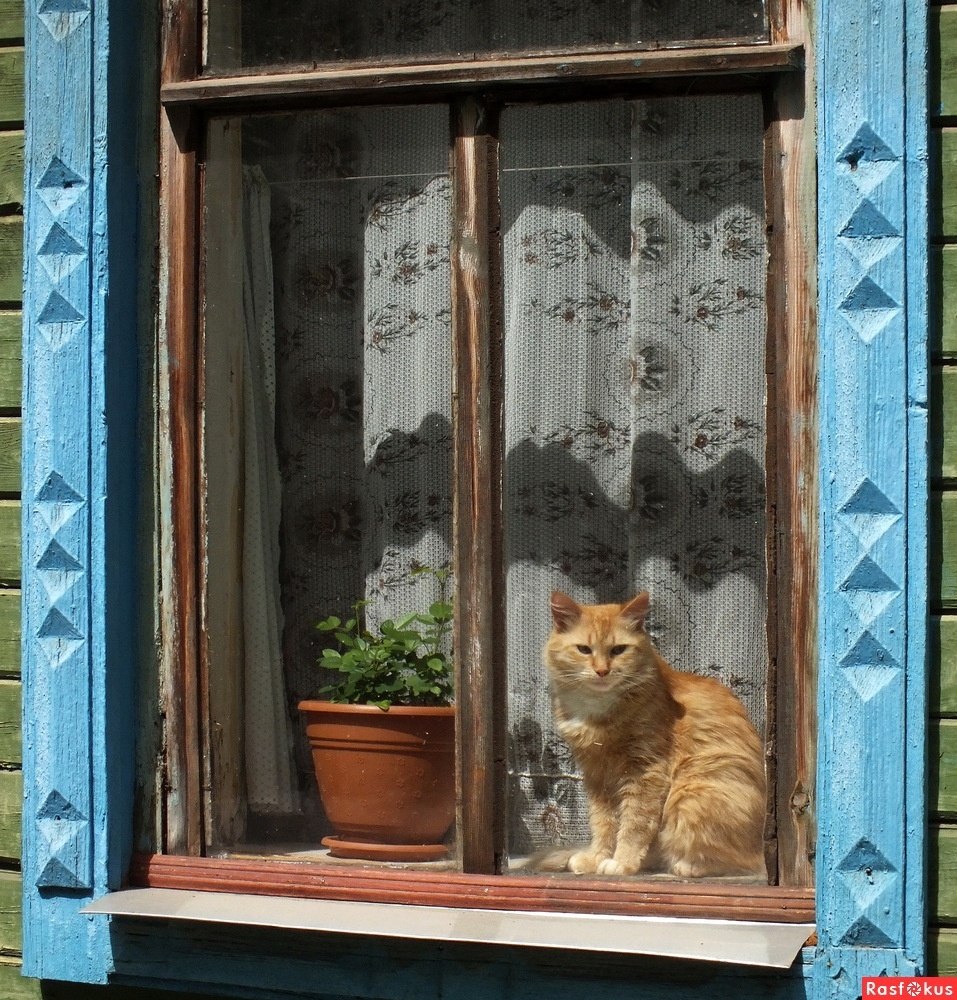 Кошки В Окне Купить В Москве