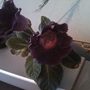 ���� �����, �����, 38 ��� - ��������� 9 ������ 2023 � ������ ���� ����������
