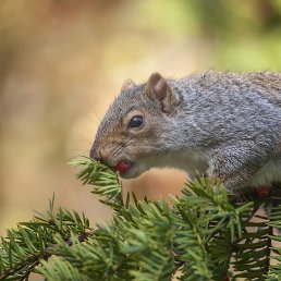 �����, ������, 55 ���