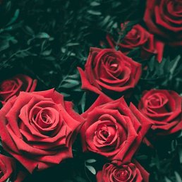 ���� �������, �����, 36 ��� - ��������� 12 ������ 2023