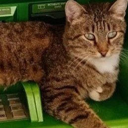 ����, �������, 37 ���