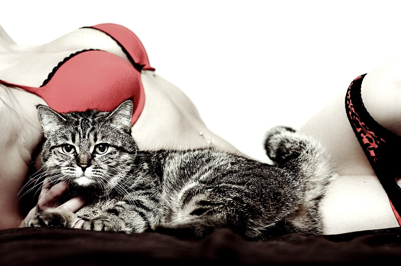 Such a lucky little kitten, cozy and content #kitten #pet #cat Cat photography,