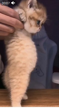 А это семейное фото Кота в детстве!))