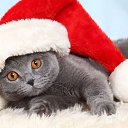���� 9 ��� �����- ����!!!, ��������� - ��������� 31 ������� 2022 � ������ ����� � *�����*...�