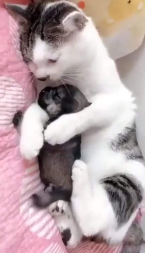 :) КОЛЫБЕЛЬНАЯ. Баю, баю, баю, бай, Спи, щеночек, засыпай, Пусть цветные снятся сны, Спи, мой ...