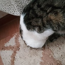 , , 41 