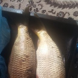 ,  , 52 