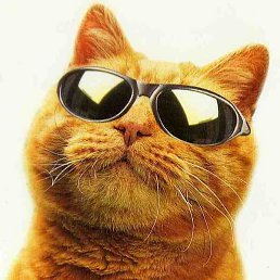 ����, ����