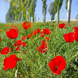 ���� Svetlana, ������, 45 ��� - ��������� 16 ������ 2022