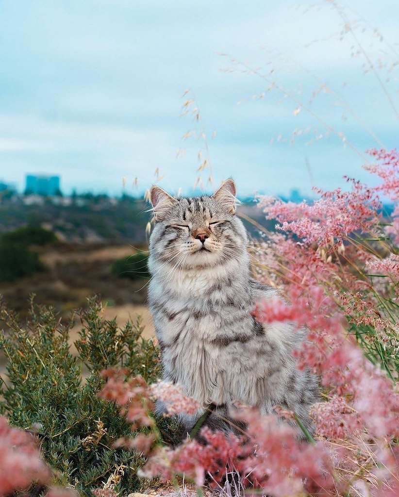     )...        ,     ...