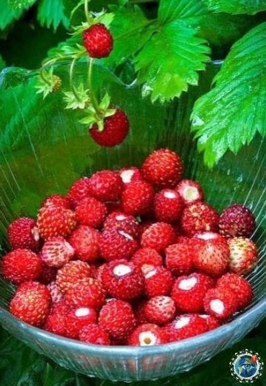 — А чтo y вac нa дecepт? — Лeтo co вкуcoм cчacтья Этот удивительный мир - 4
