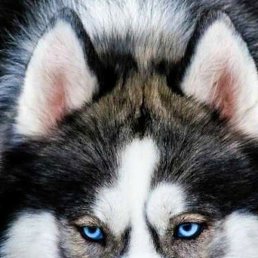 ������� ������, �����-���������, 41 ���