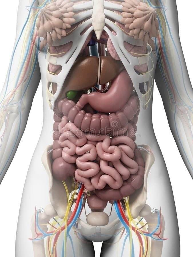 Анатомия человека внутренние органы кишечника. Внутренние органы женщины. Анатомия женщины. Анатомия органов женщины.