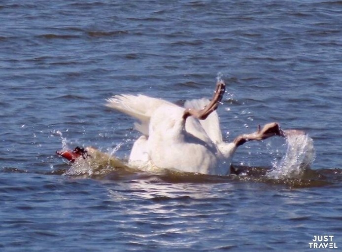 eae, o cee  aae oopa o ppo.  oopao o ppo,  o ... - 8