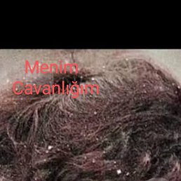 �����, �����������, 46 ���