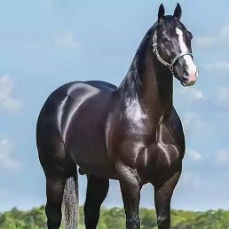 ���, ������, 39 ���