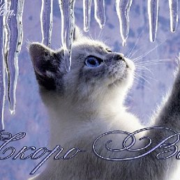 ��������, ����