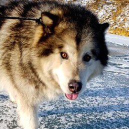 ���� ������, ������, 62 ���� - ��������� 31 ������� 2022