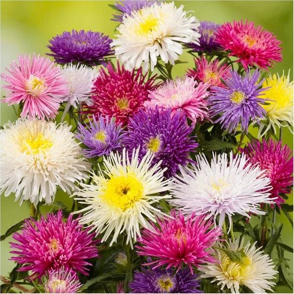  . ,    ,    .   ... - 2