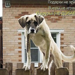 ������, �����, 66 ���