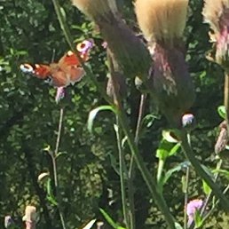 �������, ������, 56 ���