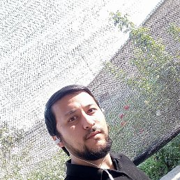 Shax Uzb King, , 42 