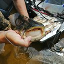 ���� ������, ������������, 54 ���� - ��������� 3 ���� 2022 � ������ ���� ����������