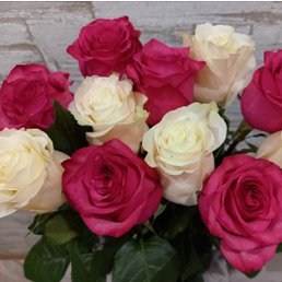 �������, ����������, 47 ���