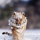 ���� �������, ����������� - ��������� 20 ������ 2022 � ������ ���� ����������