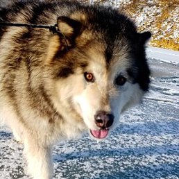 ������, ������, 62 ����