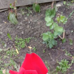 ������, ������, 46 ���