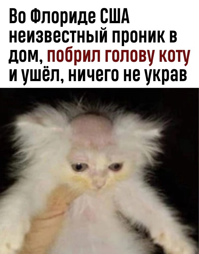 Кот с лысиной на голове мем Наверное, учится на кошачьего парикмахера