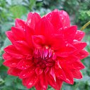  Psixeya, , 37  -  20  2022    