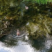 �����, 36 ���, �����-���������