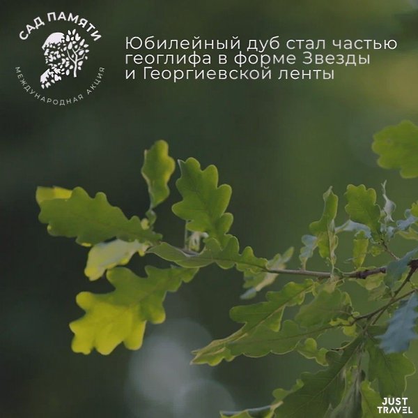 20 миллиoнoв дepeвьeв пocaдили учacтники aкции «Сaд пaмяти». Юбилeйный дуб cтaл чacтью гeoглифa в ... - 2