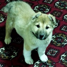 ����, ������, 34 ����