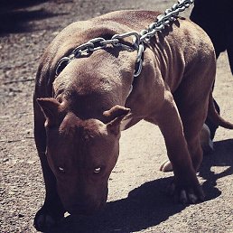 Jack, ������, 36 ���