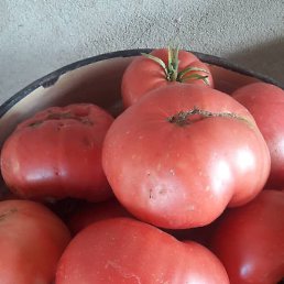 ���, �����-���������, 48 ���