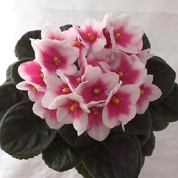 ����� � 1.King's RansomMac's Scorching Sun��-�������-�������� ����Optimara My ... - 3