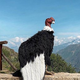 ���, �������, 31 ���