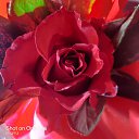 ���� Caro Lion, ������ - ��������� 7 ������� 2023 � ������ ���� ����������