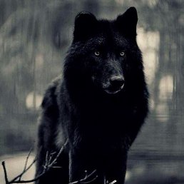 Gonch, ������, 29 ���