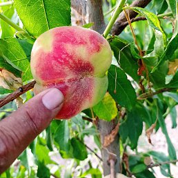 �����, �����������, 53 ����