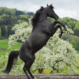 �����, ������, 36 ���