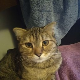 �����, �����, 33 ����