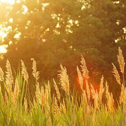 �������, �����, 45 ���