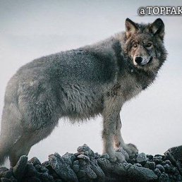 ���� Bek, ��������, 33 ���� - ��������� 2 ������� 2023