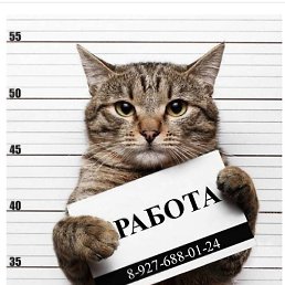 ������, �������, 36 ���