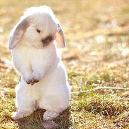 �������, �����, 42 ����