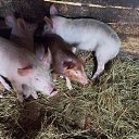 ���� �������, ������, 65 ��� - ��������� 30 ��� 2023